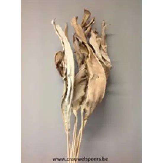 STRELITZIA LANG NATUREL 10ST BOPP/kraft