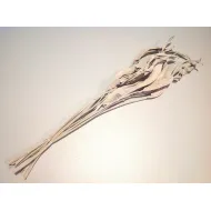 STRELITZIA LONG WHITE WASH 10PCS BOPP/kraft Small packaging