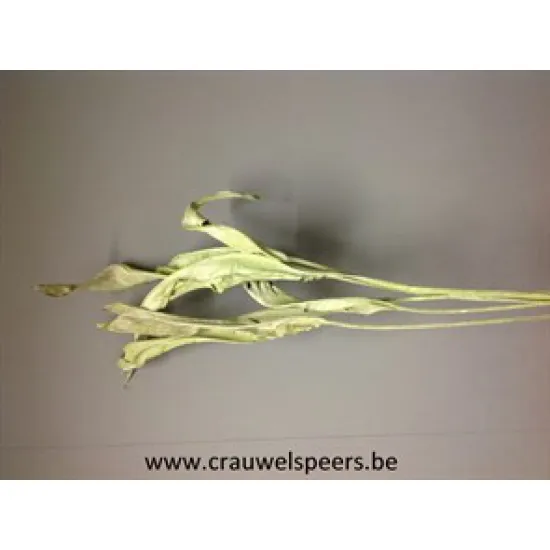 STRELITZIA LONG GREEN WASHED 10PCS BOPP/kraft