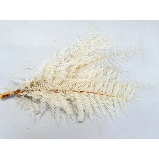FERN BLEACHED AND PRESERVED 10PCS BOPP/kraft