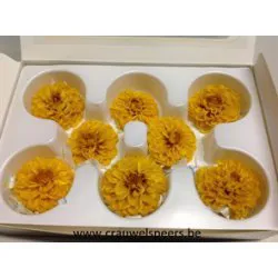 GECONSERVEERDE DAHLIA (WHITE MARK) GEEL 8ST