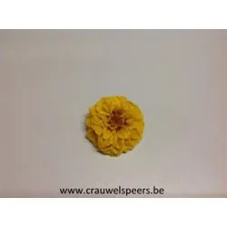 GECONSERVEERDE DAHLIA (WHITE MARK) GEEL 8ST