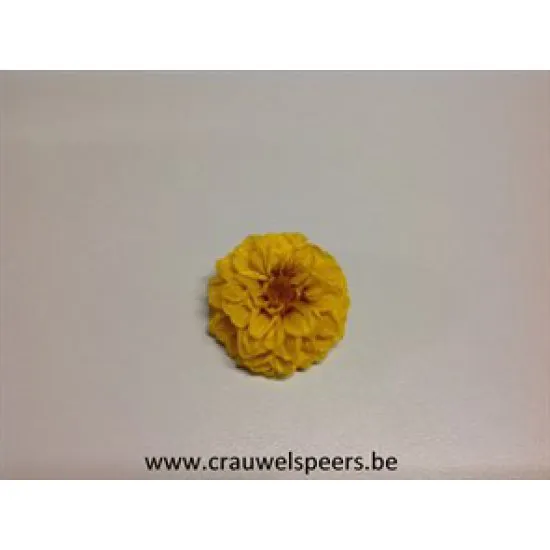 GECONSERVEERDE DAHLIA (WHITE MARK) GEEL 8ST