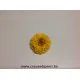 GECONSERVEERDE DAHLIA (WHITE MARK) GEEL 8ST