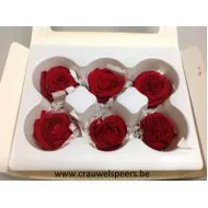 GECONSERVEERDE ROOS (ENGLISH ROSE PIPA) +/-4CM ROOD 6ST