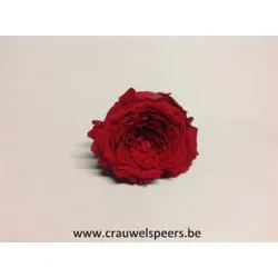 GECONSERVEERDE ROOS (ENGLISH ROSE PIPA) +/-4CM ROOD 6ST