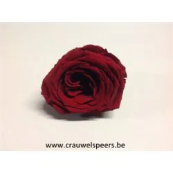 GECONSERVEERDE ROOS (LARGE OPEN) +/-6.5CM BORDEAUX 4ST