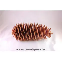 LAMBERTIANA NATUREL EXTRA 1ST