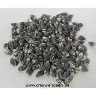 SCHELPEN BLACK NASSA  1KG