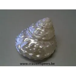 SCHELPEN ASTRAEA UNDOSA PEARLIZED 3-3.5" 1ST