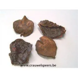 AKADA PETALS BRUIN +/- 100GR