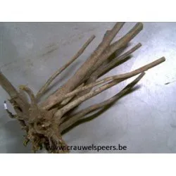 STYPA WORTEL NATUREL