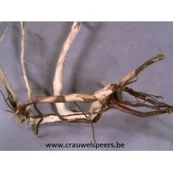 WORTEL WITTE TAK NATUREL