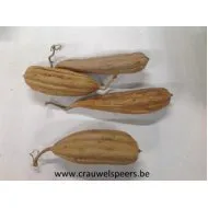 JINGHA 10-20CM NATURAL 10PCS