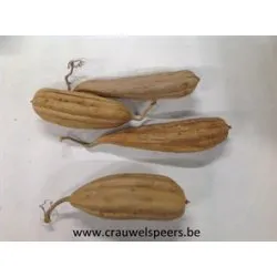 JINGHA 10-20CM NATURAL 10PCS