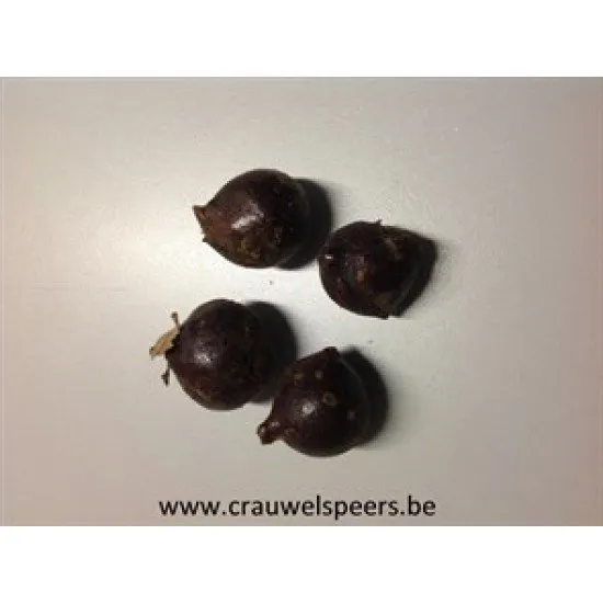 BRUINE BOL +/- 500GR