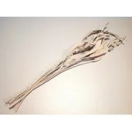 STRELITZIA LANG WHITE WASH 10ST