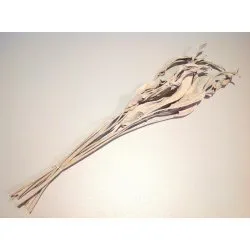 STRELITZIA LONG WHITE WASH 10PCS