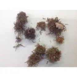 CURLY CONE NATURAL +/-300GR