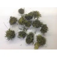 CURLY CONE APPELGROEN +/-300GR