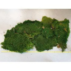 GECONSERVEERD MOS GROEN +/-500GR - 1STE KEUS