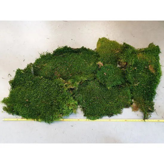 GECONSERVEERD MOS GROEN +/-500GR - 1STE KEUS