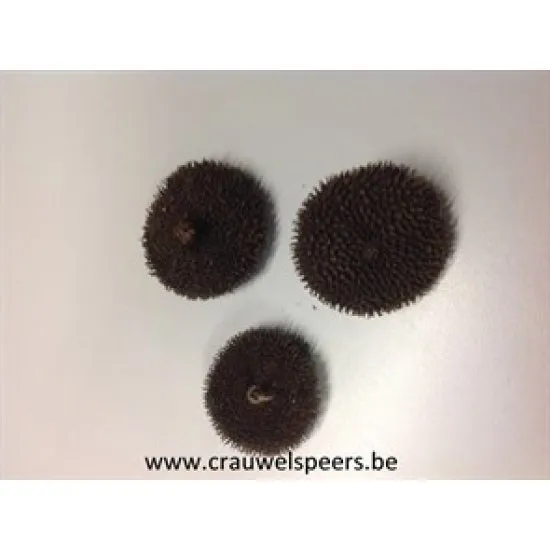 GIRASSOL NATURAL 30PCS