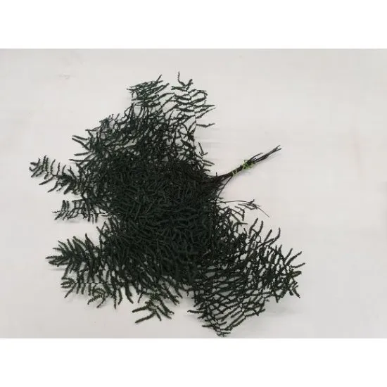 CORAL FERN PRESERVED GREEN 10PCS
