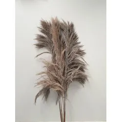 PAMPAS WHITE WASH 150/160CM 5PCS