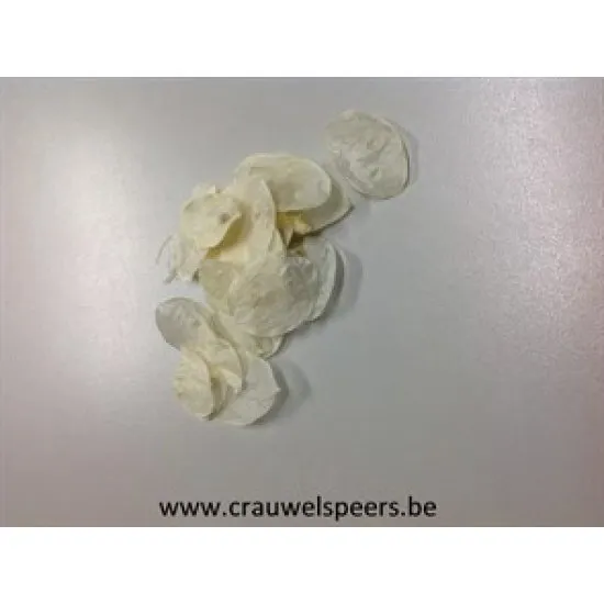 LUNARIA BLANCHI +/-40GR