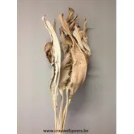 STRELITZIA LANG NATUREL 10ST