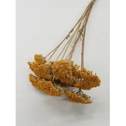 ACHILLEA PARKER NATUREL (10ST)