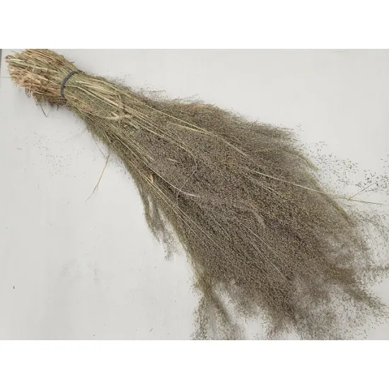 AGROSTIS NEBULOSA CLOUD GRASS +/-100GR