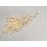 AMARANTHUS CAUDATUS GECONSERVEERD GEBLEEKT