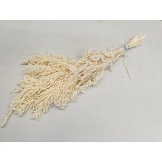 AMARANTHUS CAUDATUS STABILISE BLANCHI