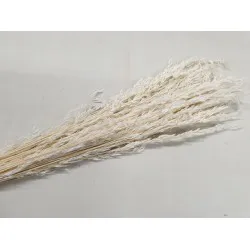 AMPELODESMA GEBLEEKT +/-200GR