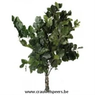 BEUK GECONSERVEERD (GESTABILISEERD) GROEN