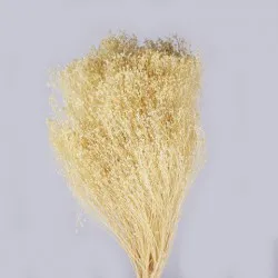 BROOM BLOOM BLEACHED +/-100GR