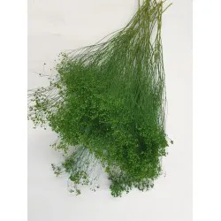 BROOM BLOOM MOSS GREEN +/-100GR