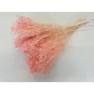 BROOM BLOOM ROZE +/-100GR