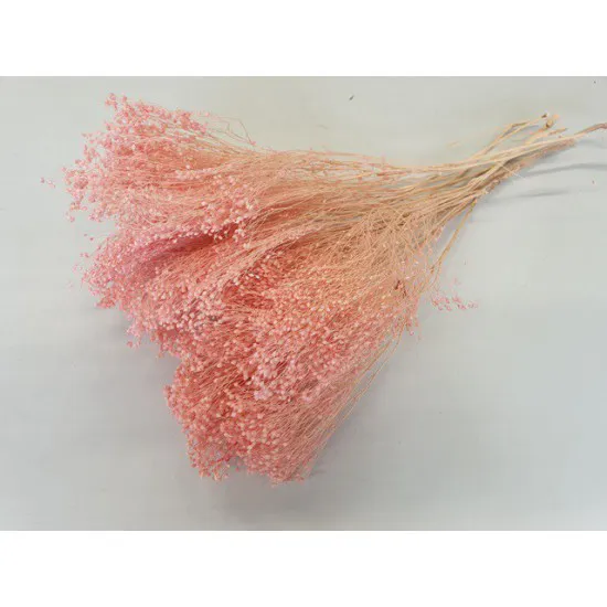 BROOM BLOOM ROSE +/-100GR