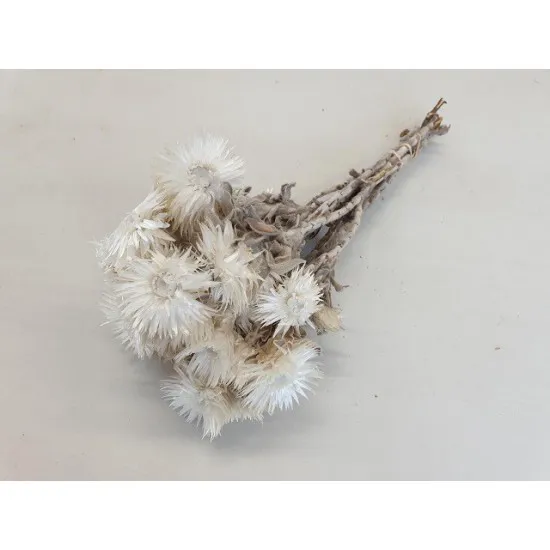 CAPBLUMEN LARGE 30CM NATURAL  +/-50GR