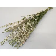 DELPHINIUM WIT NATUREL