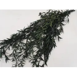 EUCALYPTUS NICOLLI GECONSERVEERD GROEN +/-200GR