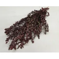 EUCALYPTUS PARVIFOLIA GECONSERVEERD BORDEAUX +/-150GR