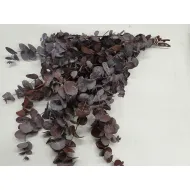 EUCALYPTUS SPIRALUS GECONSERVEERD BORDEAUX +/-250GR