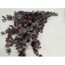 EUCALYPTUS SPIRALUS GECONSERVEERD BORDEAUX +/-250GR