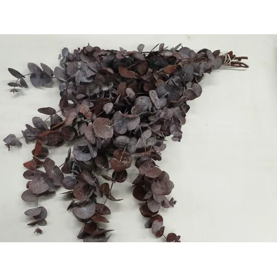 EUCALYPTUS SPIRALUS STABILISE BORDEAUX +/-250GR