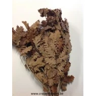 CHENE STABILISE MARRON