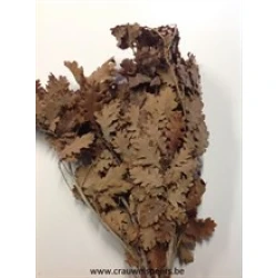 EIK GECONSERVEERD (GESTABILISEERD) BRUIN